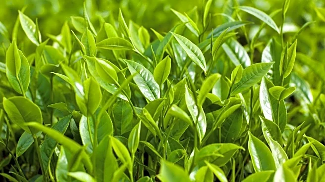 Bombay Burmah Q2 Results | Net profit falls 4% to ₹242 crore despite revenue, EBITDA growth