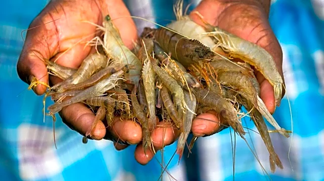 Fisheries department exploring PLI scheme for seafood sector MSMEs: Comm min
