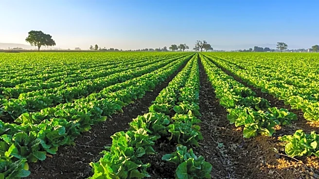 Hormuz crisis could trigger a severe global food upheaval in 6-12 months, warns UN food body