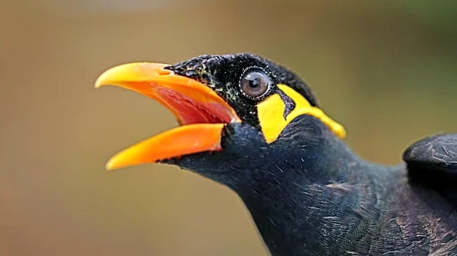 Indian wildlife filmmakers are dismantling the myth of 'pristine wilderness'