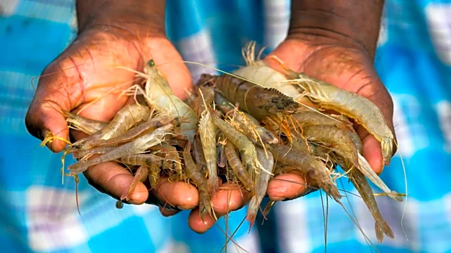 India-US trade deal lifts outlook for shrimp exporters Avanti Feeds, Apex Frozen after tariff cut