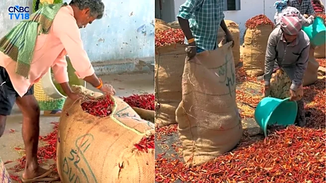 Why Guntur chillies are so expensive suddenly