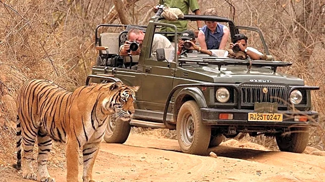 Pilibhit Tiger Reserve tourist safari vehicles violate norms by blocking tiger's movement