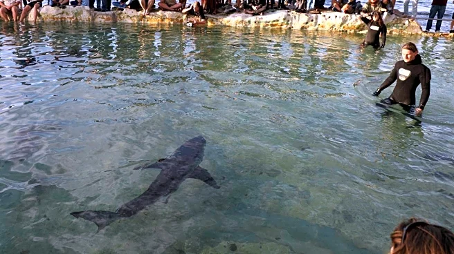 Racing towards great white sharks is a real job in Australia