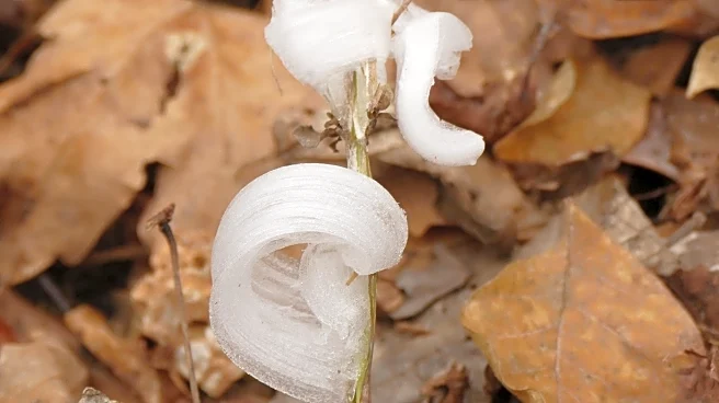 Rare frost flowers bloom across US as icy phenomenon marks winter’s arrival
