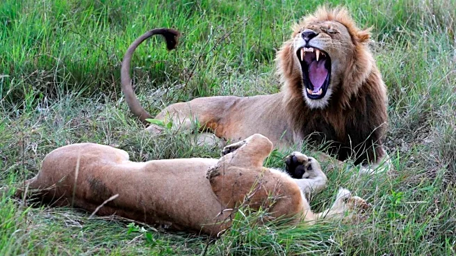 Top 10 countries with the richest wildlife biodiversity