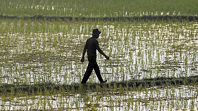 El Nino forms in the Pacific with risks of heat, floods and droughts: NOAA