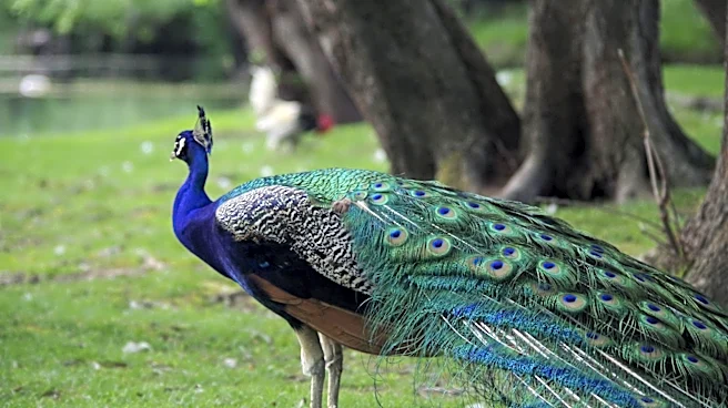 India donates 5 peacocks to UN Geneva, reviving decades-old tradition