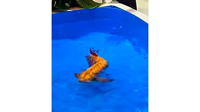 China unveils lifelike Golden Dragon Fish underwater robot: How it’s different