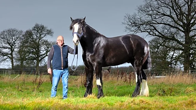 Meet Hugo, the world’s tallest living horse at 6 feet 6.3 inches — and he’s still growing