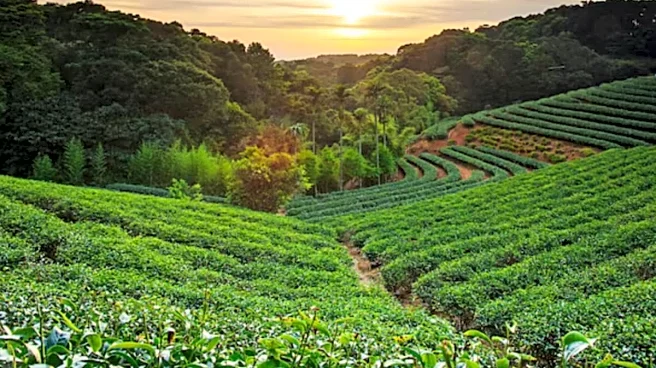 Travel App Reveals Asia’s Top Rural Escapes: Munnar Shines Among Favorites