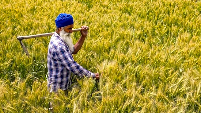 MSP Hike: Cabinet Approves Rs 160 Rise In Wheat Price To Rs 2,585 Per Quintal