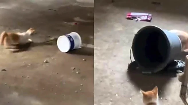 This Chase Between Cat And Rat Is A Real-Life Tom & Jerry Scene. See Who Wins