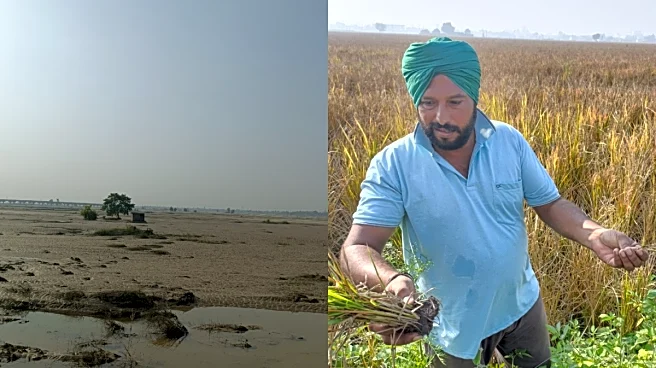 'The Crop Is Gone...': Punjab Battles Flood Aftermath, Untimely Rains Slow Down Harvest