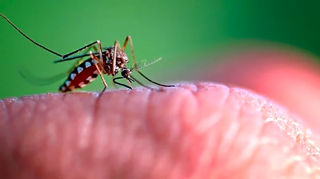 For First Time, Mosquitoes Found In Iceland After Country Records Record Heat