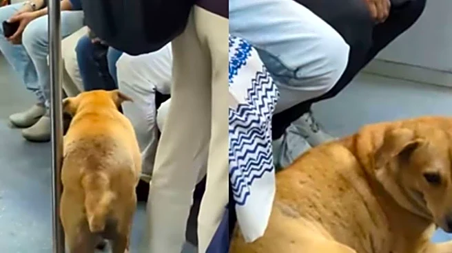 ‘He Is More Civilised Than..’: Stray Dog Spotted Inside Kolkata Meto, Locals Say ‘Firecrackers Se Bhaga’ | Video