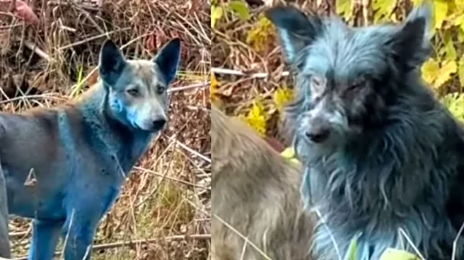 Why Are Chernobyl’s Dogs Turning Blue? Scientists Have An Answer