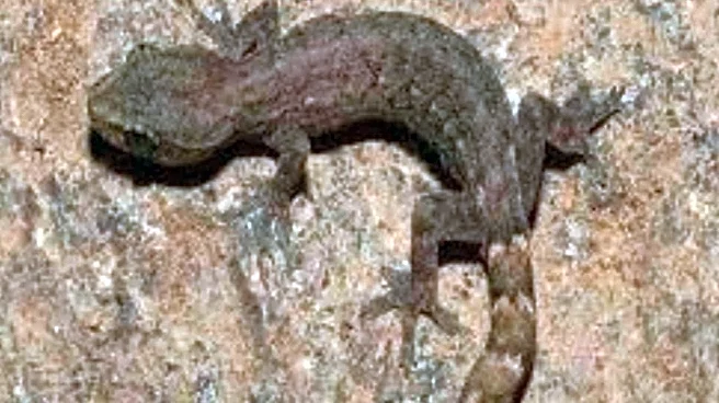 Tiny Wonder From Tirumala: New Gecko Species Named After Lord Venkateswara Discovered