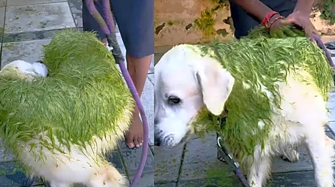 Bengaluru Man Gives Dog Neem-Turmeric Bath, Internet Jokes: ‘Matcha Flavoured Labrador Bhi Aa Gaya Market Mein’
