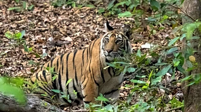 'Earn Your Stripes': Telangana Invites Citizens To Count Tigers