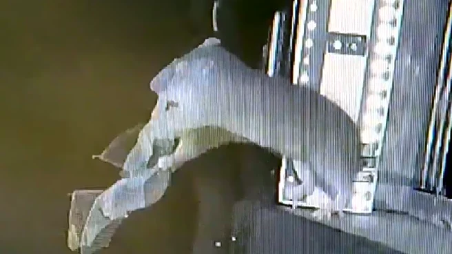 Rats Hunting Flying Bats In Rare Footage Sparks Fears Of Pandemics, New Disease Outbreaks