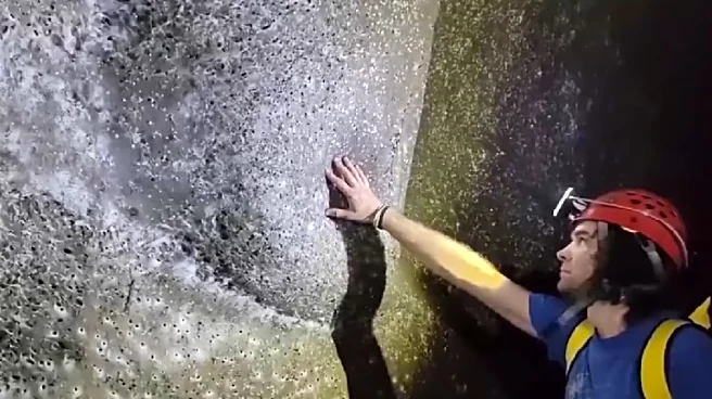 Scientists Find World’s Largest Spider Web, Packed With Over 100,000 Creepy Crawlies | Watch