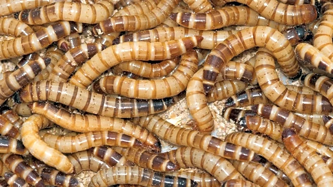 Are Bugs The Next Space Superfood? How Astronauts Could Eat To Survive Long Missions | Study Explained