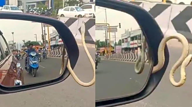 ‘Not A Blind Spot, A Bite Spot’: Internet Shocked At Scary Visuals Of Snake Slithering From Car’s Side Mirror