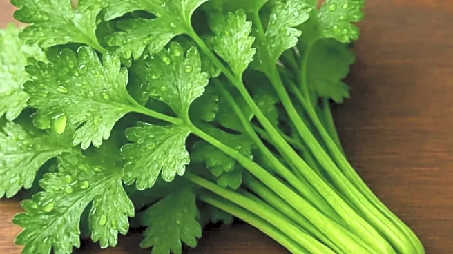 Hate Coriander? You're Not Picky, There Might Be A Scientific Reason!
