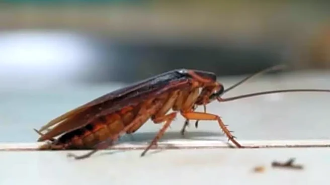What If Cockroaches Went Extinct? The Consequences Are Far More Terrifying Than You Think!