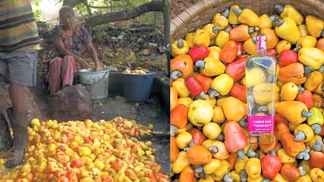 No Pain, No Hangover: The Origin Story Of Goa's Most Famous Drink Is Wild