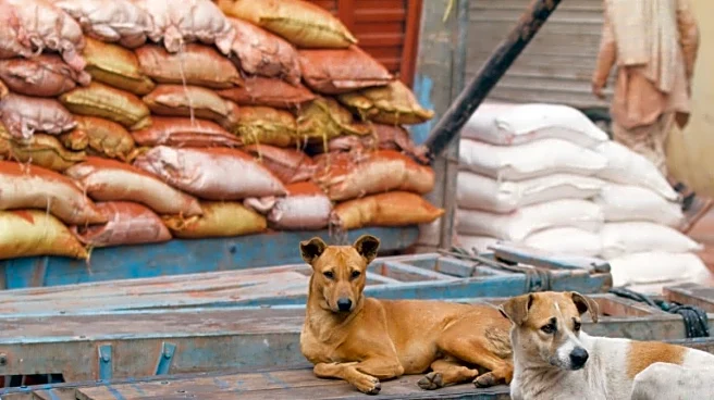 Karnataka Offers Compensation For Street Dog Attack Victims: Know How To Get It