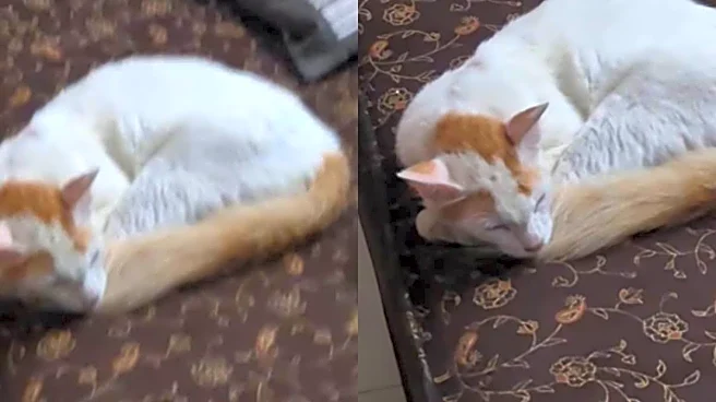 IIT Madras Campus Feels Like Jumanji: Cat Naps In Hostel, Deer’s Food Hunt & Dosa. Delhi Says ‘Ab Lag Raha Yeh Better...’