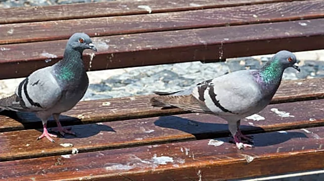 Where Do Lizards Go In Morning? Where Do Pigeons Go At Night? Which ‘Pest’ Is More Harmful & Disliked Most?