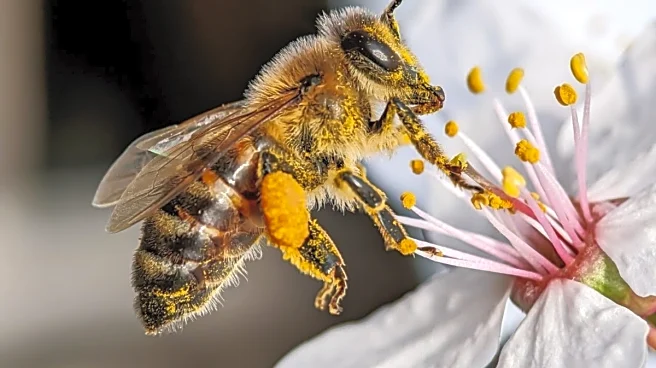 62-Year-Old Retired Cop Dies After Swarm Of Bees Attacks Him In UP