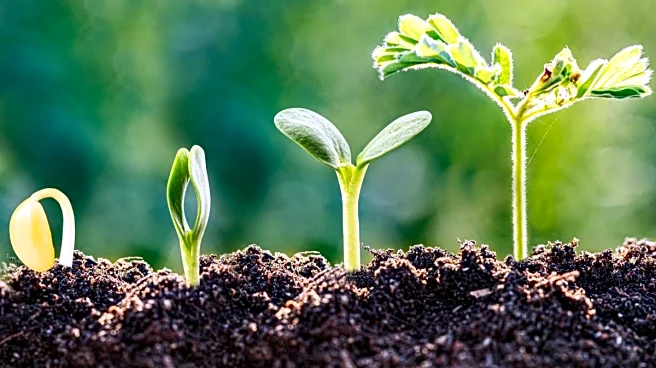 Opinion | A Year Of Quiet But Consequential Victories For Soil & A Missed Opportunity at COP30