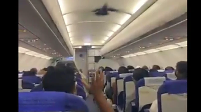 'A Surprise Guest': Pigeon Enters Bengaluru–Vadodara IndiGo Flight Before Take-Off | Video