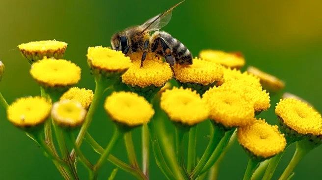 Meet The Bees That Don’t Sting, And The Karnataka Village Thriving On Them