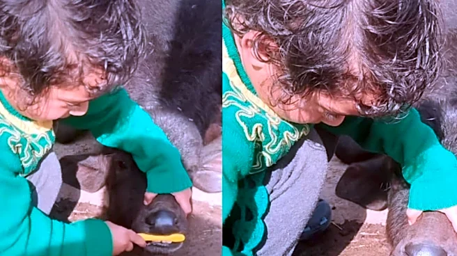 Girl Holds Buffalo’s Mouth With Bare Hands & Uses Her Yellow Toothbrush To Clean Teeth: ‘Kya Ismay Main Namak Hai?’