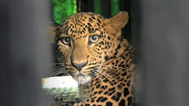 Leopard Spotted Roaming Inside Pune Housing Society, Triggers Panic