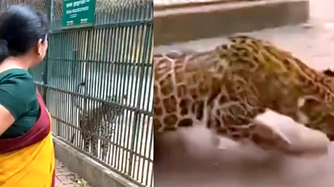 Leopard ‘Escapes’ Zoo Cage, Triggers Panic — The Truth Behind Crazy Video Will Shock You