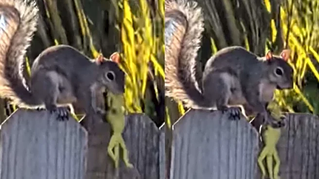 Video Of Squirrel Eating A Lizard Looks ‘Straight Out Of Horror Film’ — Wait, This Is Not AI But Creepy
