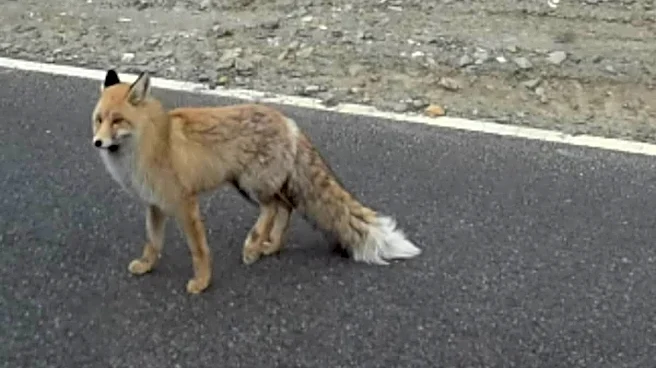 Christmas Miracle In Ladakh: Tourists Spot Rare Red Fox, Video Looks Straight Out Of The Jungle Book