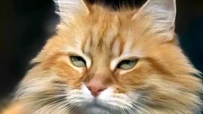 Meet Jebu: Pet Siberian Cat Steals The Show As Tarique Rahman Returns To Bangladesh