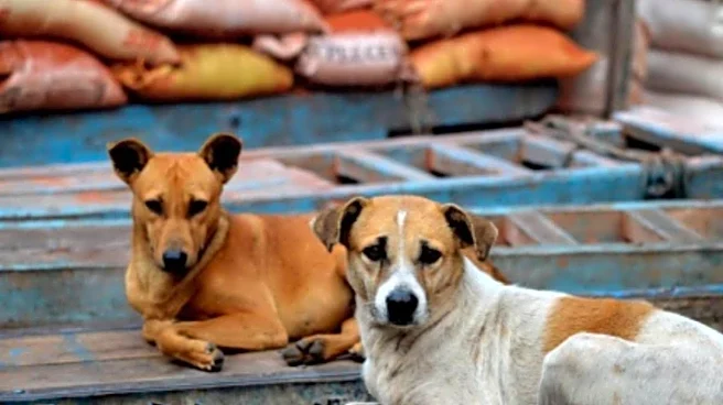 Delhi Govt Directs School Teachers To Conduct Stray Dog Census