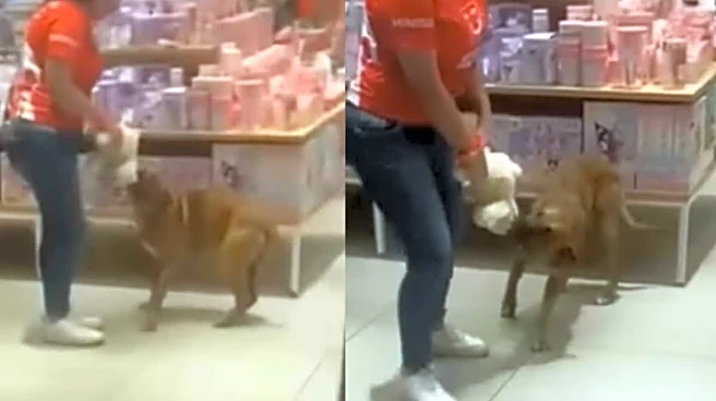 Stray Dog Walks Into MINISO Store, Picks His Favourite Toy — What People Did Next Will Make Your Day