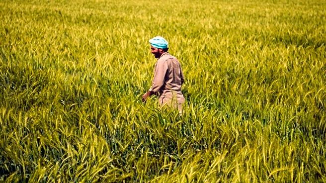 Miscreants Throw Chilli Powder In Madhya Pradesh Farmer's Eyes, Rob Rs 25 Lakh; Probe On