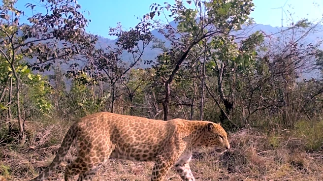 Karnataka’s First ‘Sandalwood Leopard’ Spotted, Only Second Rare Big Cat In India