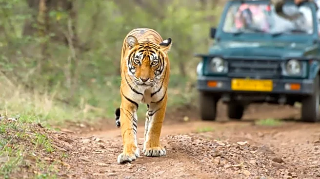 After Suspension, Bandipur And Nagarhole Safaris Set To Welcome Tourists Again