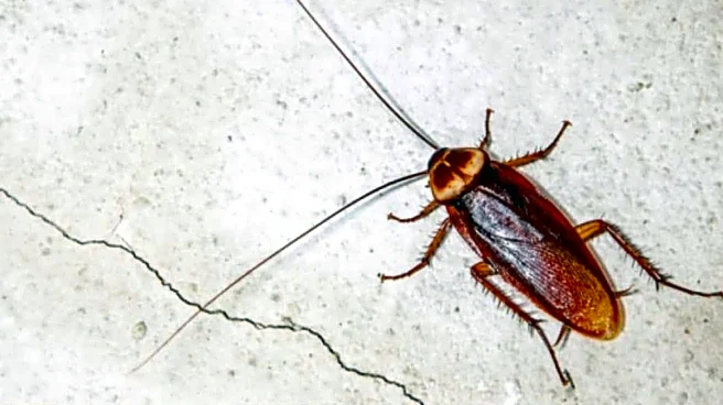 For 40 Years, This Japanese Company Has Been Holding Memorial For Insects; Here’s Why